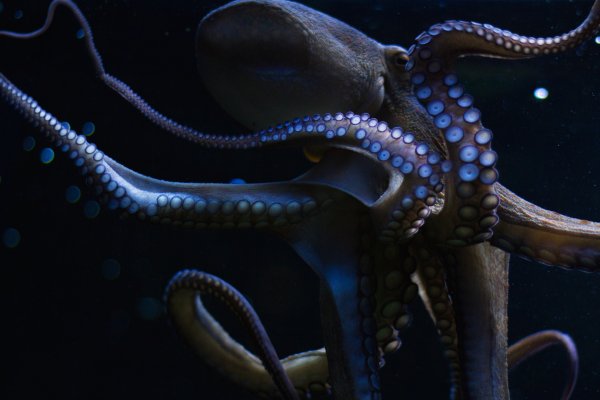 Kraken зайти на сайт