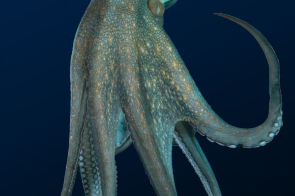 Kraken ссылка актуальная