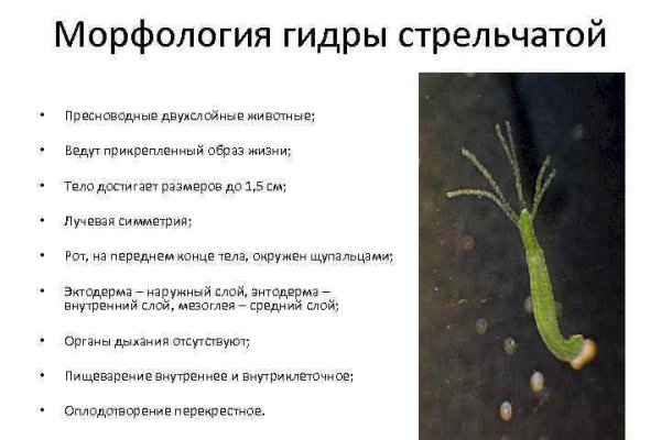 Kraken ссылка onion 2kmp
