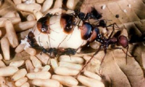 Кочевые муравьи солдаты (англ